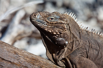 Image showing iguana