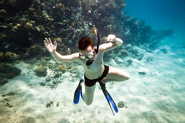 Image showing Snorkeler. Red sea