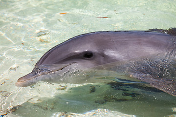 Image showing dolphin