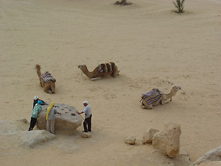 Image showing waiting camels