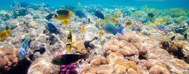 Image showing Tropical Coral Reef. Red sea