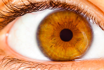 Image showing Human eye close up ...