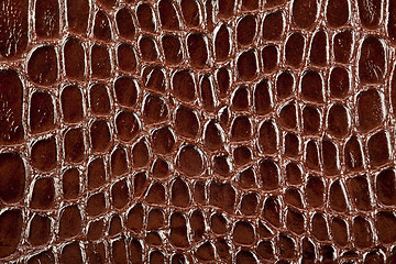 Image showing crocodile leather texture