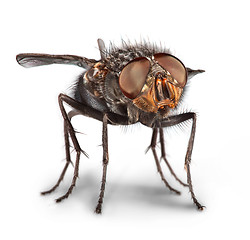 Image showing Fly close up