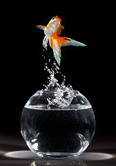 Image showing goldfish jump