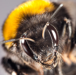 Image showing bumblebee close up