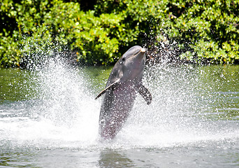 Image showing dolphin