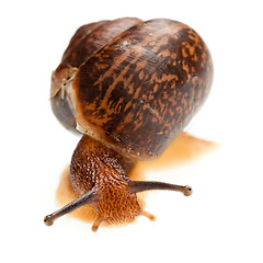 Image showing snail (edible snail)