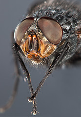 Image showing Fly close up