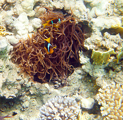 Image showing anemonefish - Red sea