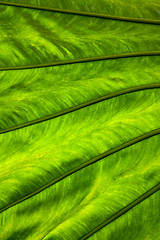 Image showing palm tree close up