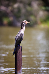 Image showing cormorant (Phalacrocorax)