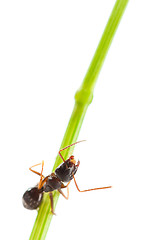 Image showing Ant