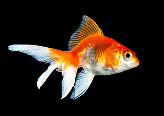 Image showing goldfish