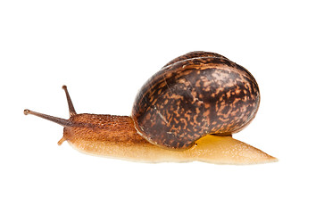 Image showing snail (edible snail)