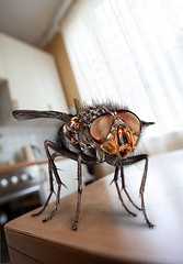 Image showing housefly 