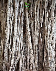 Image showing ficus background