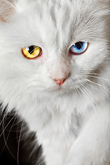 Image showing varicoloured eyes white cat