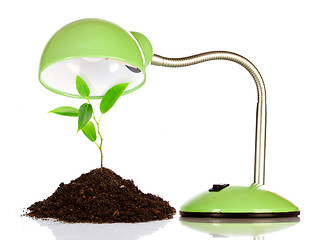 Image showing Young sprout and table lamp