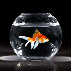 Image showing goldfish