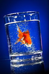 Image showing Gold small fish in a water glass