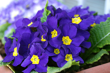 Image showing star violets