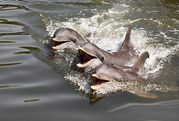 Image showing dolphins