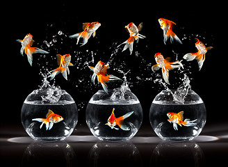 Image showing goldfishs jumps