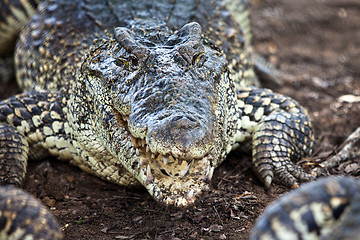 Image showing crocodile, alligator on an ox