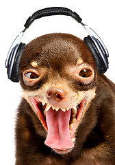 Image showing Ridiculous dog DJ.