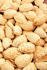 Image showing almond nut