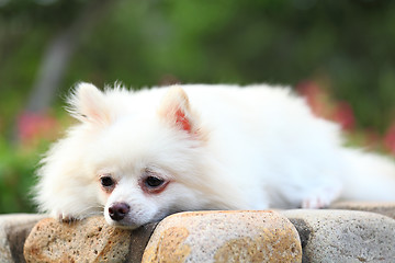 Image showing pomeranian dog