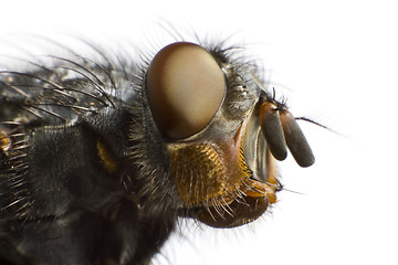 Image showing side view of house fly
