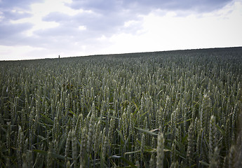 Image showing field of cereals