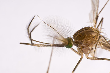 Image showing Sucking insect in close up