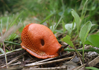 Image showing red slug creeping on the ground