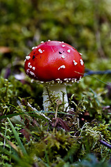 Image showing mushroom - fly agraric