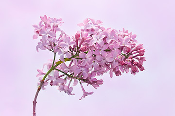 Image showing Lilac inflorescence