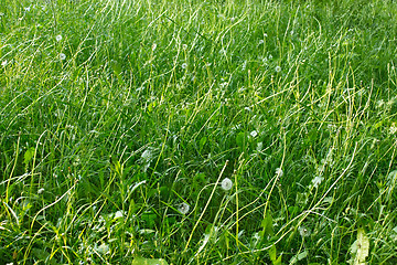 Image showing Grasses lawn