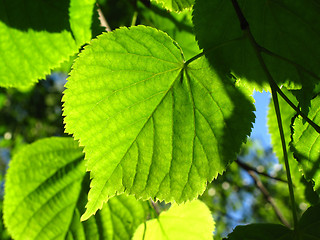 Image showing fresh green leaf 