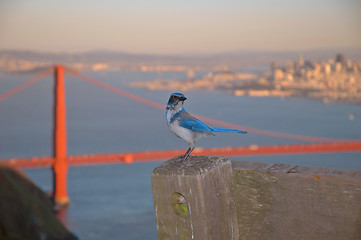 Image showing Golden Gate Scrub-Jay