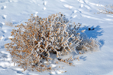 Image showing Dry Bush and Footprints On Snow