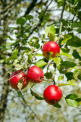 Image showing Ripe red apple fruit hang tree branch Healthy food 