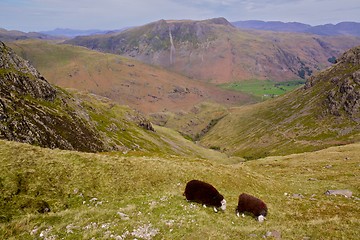 Image showing Sheep grazing in Lake District, England