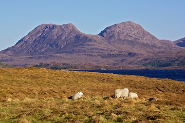 Image showing Sheep grazing in Scotland