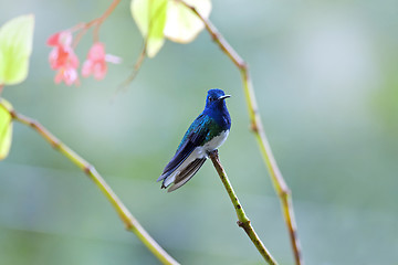 Image showing Hummingbird