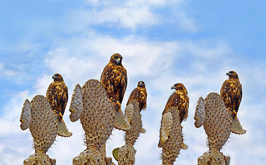 Image showing Galapagos Hawks on Santa Fe