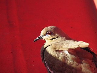 Image showing Pigeon in Caribbean 