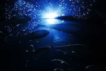 Image showing Shoal of fish