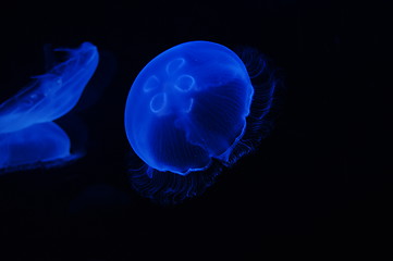 Image showing Jellyfish in the dark